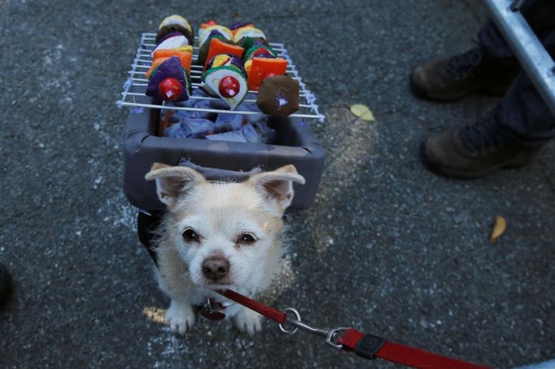 تصاویر | جشن هالووین برای سگ‌ها